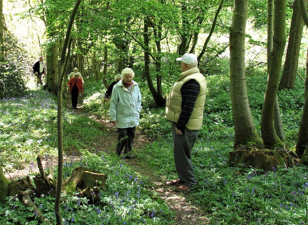 A guided walk for older people in an English bluebell wood