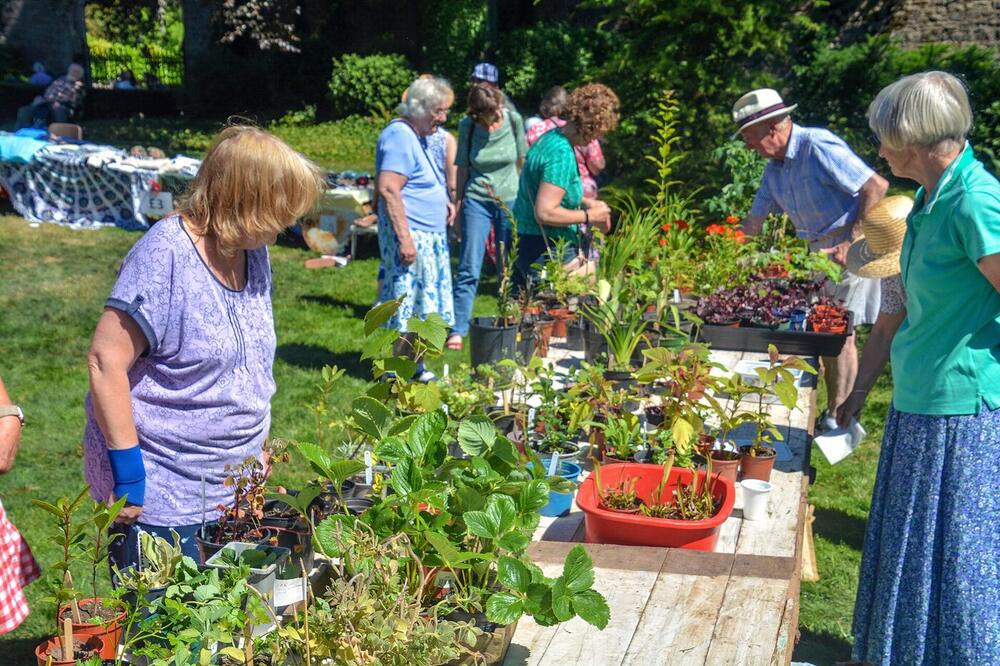 A plant stall at a village fete
